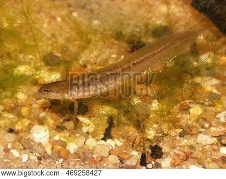 Detailed Closeup On A Gilled Larval Juvenile Common Smooth Newt Lissotriton Vulgaris Underwater