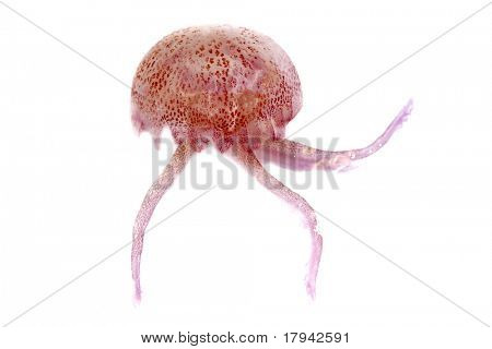 luminescent red pink jellyfish pelagia noctiluca white background