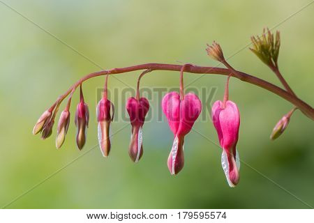 Bleeding heart (Lamprocapnos spectabilis) flowers. Raceme of pink and white flowers of plant in the poppy family (Papaveraceae) aka Asian bleeding-heart and lyre flower