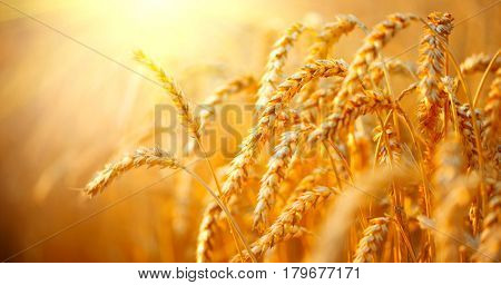 Wheat field. Ears of golden wheat close up. Beautiful Nature Sunset Landscape. Rural Scenery under Shining Sunlight. Background of ripening ears of meadow wheat field. Rich harvest Concept