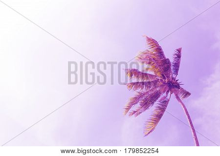 Coco palm tree on sky background. Sunny day on tropical island. Summer vacation banner template. Fluffy palm tree with green leaves. Coconut palms under sunlight. Exotic nature pink toned photo