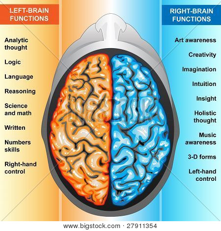 menschliche Gehirn linke und Rechte Funktionen