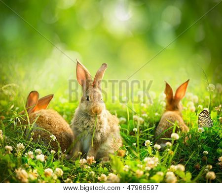 Kaniner. Skønhed kunst Design af søde lille påske Bunny i engen. Forårsblomster og grønt græs