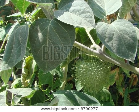 DATURA SAGRADA