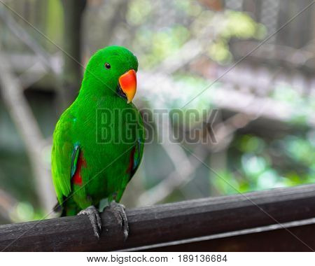 A green parrot with an orange beak sitting on a fence post