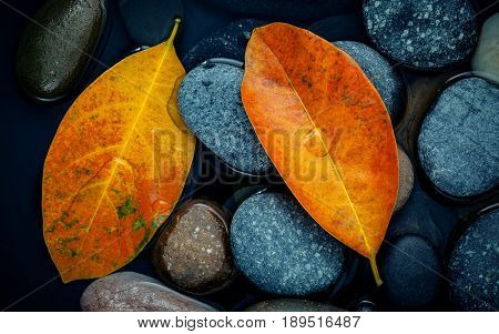 Autumn Season And Peaceful Concepts. Orange Leaf On River Stone . Abstract Background Of Autumn Leaf