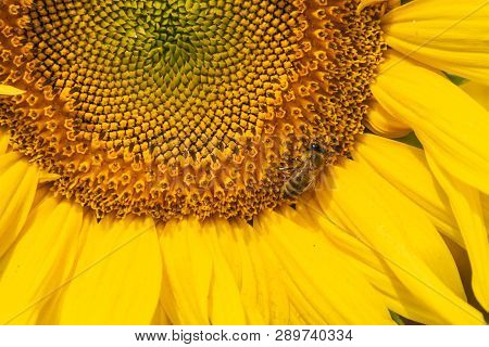 Sunflower Agricultural Background. Close Up Of Sunflower Background. Sunflowers Field In Crop Season