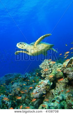 Turtle Fins Over A Pristine Coral Reef