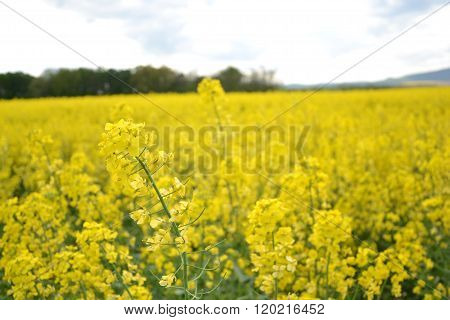 Field of yellow flowering oilseed rape isolated on a cloudy blue sky in springtime (Brassica napus)