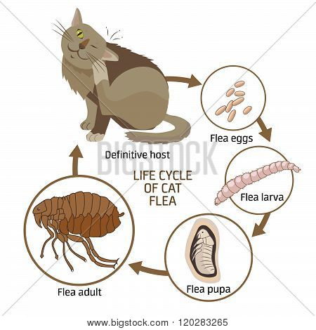 Life Cycle Of Cat Flea Vector Illustration. The Spread Of Infection Diseases. Fleas Animals: Life Cycle Stages Of Development. Veterinary Medicine: Sick Cat. Sick Cat Symptoms. Sick Cat Diagnosis.