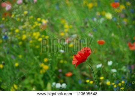 Red poppy flower in the meadow