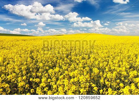 Golden Field Of Flowering Rapeseed With Beautiful Clouds