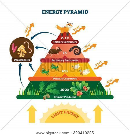 Energy Pyramid Vector Illustration. Labeled Biomass Representation Graphic. Educational Bioproductiv