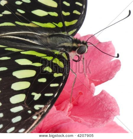 Graphium Agamemnon Butterfly