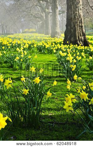 Blooming daffodils in St James's Park in London