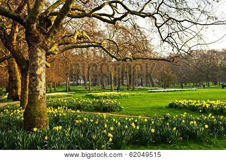 Blooming daffodils in St James's Park in London