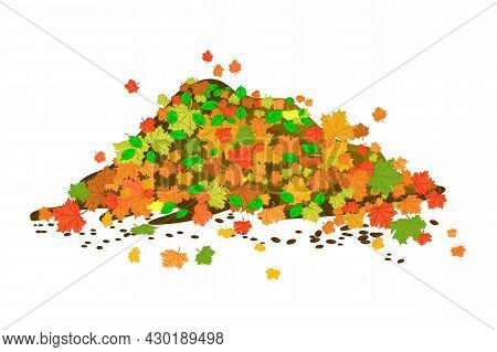 Pile Of Autumn Leaves Isolated On White Background. Big Heap Colorful Maple Foliage. Multicolored Dr