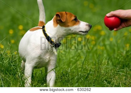 Pet de Jack Russell Terrier