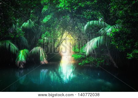 Tropical Lake In Mangrove Rain Forest. Sri Lanka