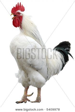 White Cock Isolated