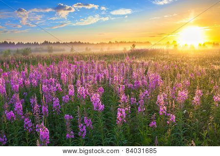 Rural Landscape With The Sunrise  And  Blossoming Meadow