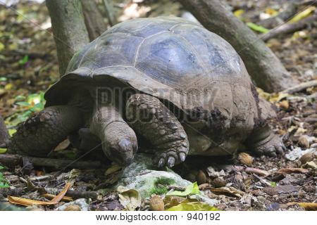 Seychelles