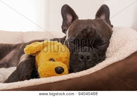 Dog Siesta Sleep