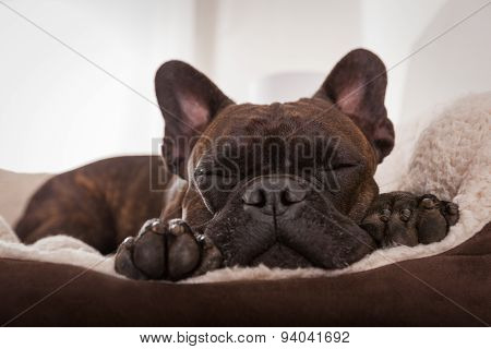 Dog Siesta Sleep