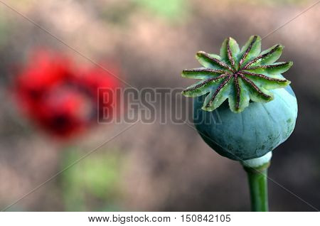 Opium Poppy - Papaver Somniferum