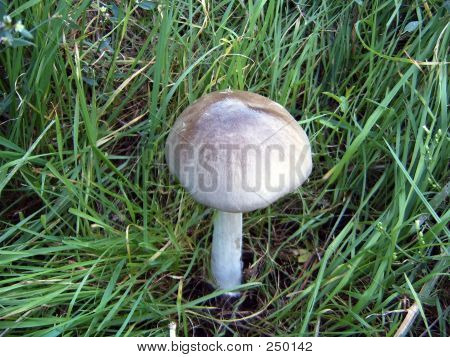 Mushroom