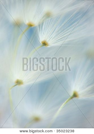 Dandelion umbels