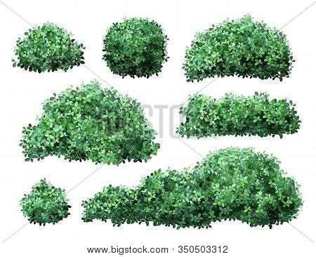 Realistic Garden Shrub. Nature Green Seasonal Bush, Boxwood, Floral Branches And Leaves, Tree Crown 