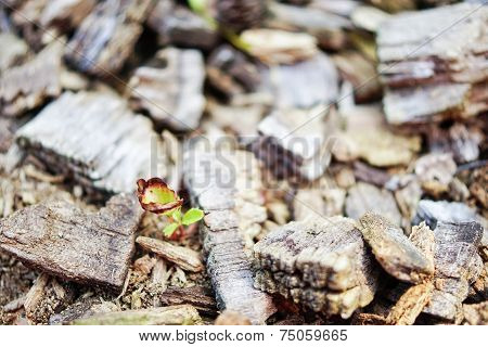 Hackberry Seedling