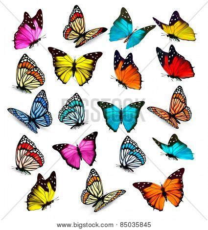 Big collection of colorful butterflies. Vector