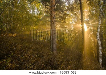 thick mist in coniferous forest. Morning landscape in summer thick fog. dense fog in the morning.  early morning. forest hiding in the fog.