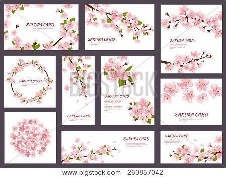 Sakura Vector Blossom Cherry Greeting Cards With Spring Pink Blooming Flowers Illustration Japanese 