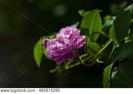 Pink Rose Flower Var. Pastella. Fragrant Floribunda Rose Blooms. Medium Sized Flowers In Clusters. C