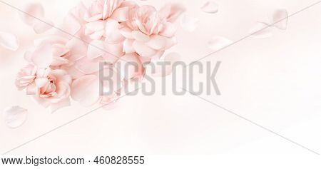 Pale Pink Rose On White Background With Petals, Closeup Texture Of Rose Petals