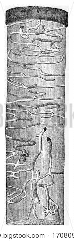 Trunk spruce presenting the Molorchus minor larval galleries, vintage engraved illustration.
