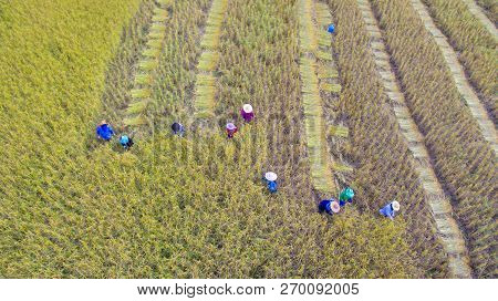 Many Farmer Is Harvesting Rice In Farmland,harvesting Is The Process Of Gathering A Ripe Crop From T