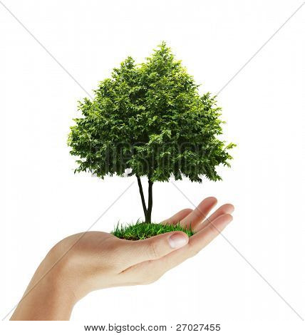 plante de la main, arbre