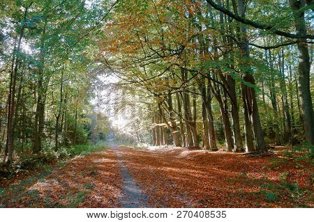 Roadside Trees, Trees On The Edges Of The Highway, Road In Autumn