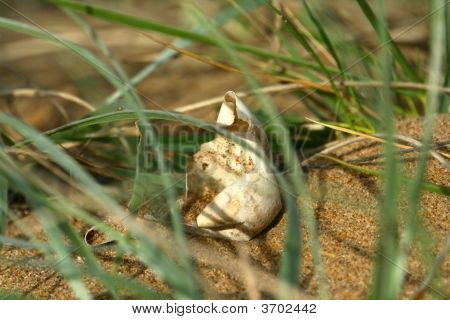 Sea Turtles Egg On The Beach