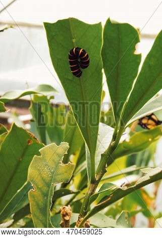 Butterfly Larval Stage Being A Black And Gold Yellow Banded  On A Green Leaf