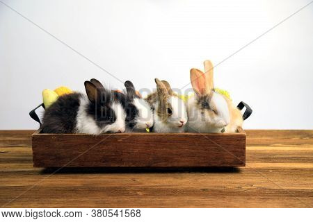 Four Rabbits With Two Tone Color Sitting Together In Wooden Tary On Brown Table