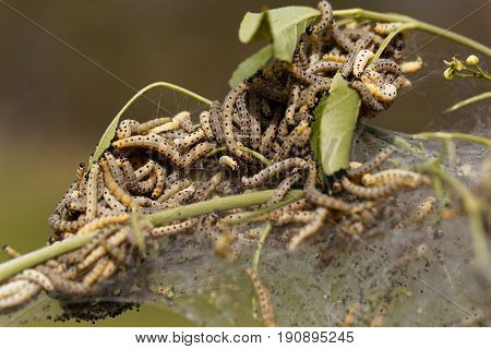 Caterpillars of ermine moths (Yponomeuta) on a communal larval web.