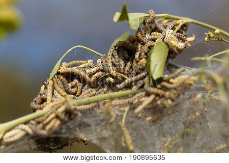 Caterpillars of ermine moths (Yponomeuta) on a communal larval web.