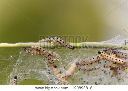 Caterpillars of ermine moths (Yponomeuta) on a communal larval web.