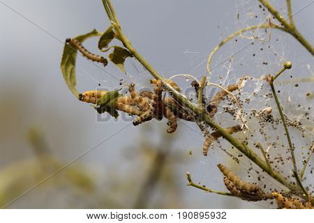 Caterpillars of ermine moths (Yponomeuta) on a communal larval web.