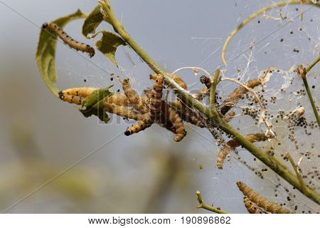 Caterpillars of ermine moths (Yponomeuta) on a communal larval web.